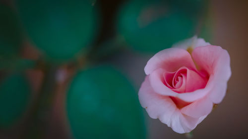 Close-up of pink rose