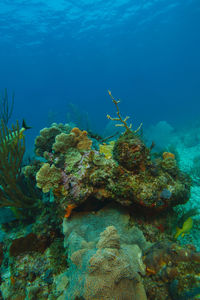 Fish swimming in sea