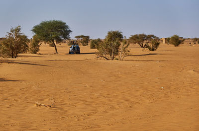 Trees on desert against sky