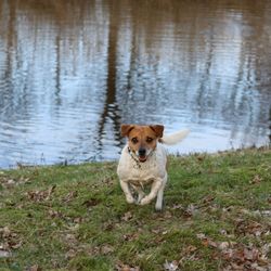 Portrait of dog sitting on grass by lake