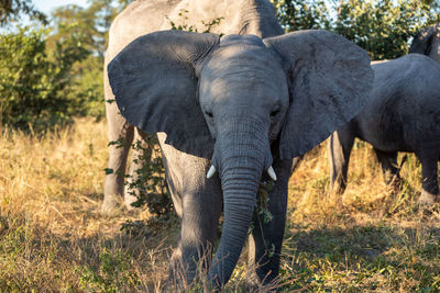 View of elephant in sunlight