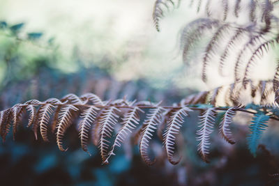 Close-up of hanging outdoors