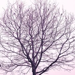 Low angle view of bare tree against clear sky