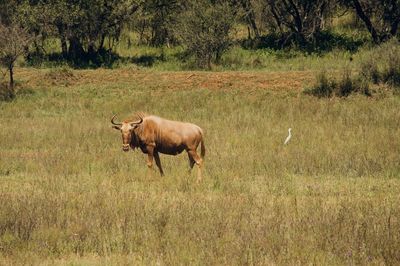 Horse grazing on field