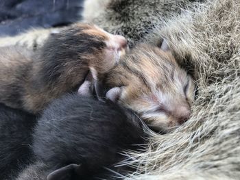 High angle view of cats sleeping