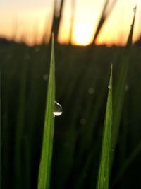 Close-up of wet grass