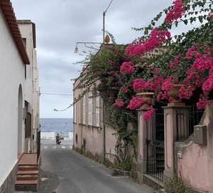 View of flowering plants by buildings against sky