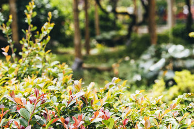 Close-up of flowering plants on land