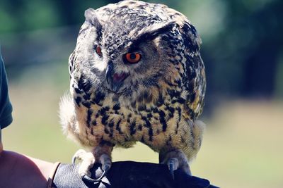 Close-up portrait of owl