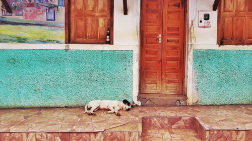 View of a dog outside house
