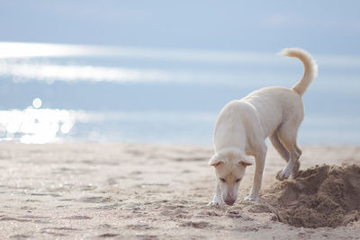 Curious dog on beach