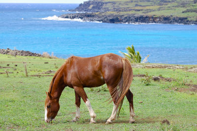 Horse standing on field by sea