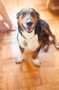 Portrait of dog sitting on hardwood floor at home