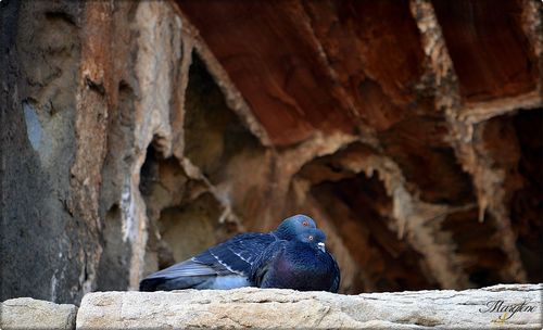 Close-up of bird perching on rock formation