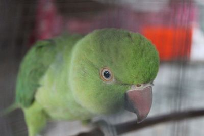 Close-up of parrot perching on leaf