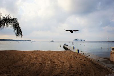 Seagulls flying over beach against sky