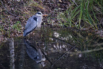 High angle view of gray heron perching on lake