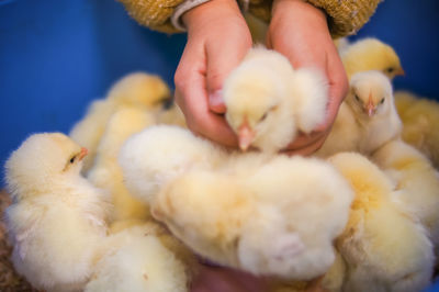 Close-up of baby hand holding bird