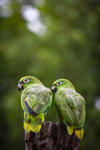 Scaly naped parrots (amazona mercenaria)