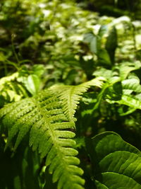 Close-up of green leaves