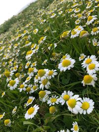 Close-up of white daisy flowers