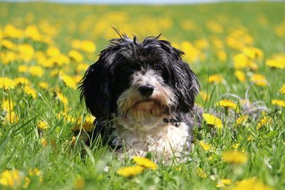 Close-up of dog on field