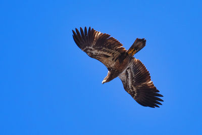 Low angle view of eagle flying against clear blue sky