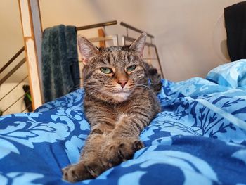 Close-up of cat sitting on bed at home