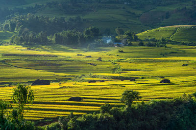 High angle view of agricultural field