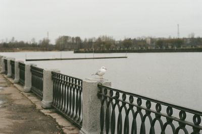 Seagull perching on railing by river against clear sky