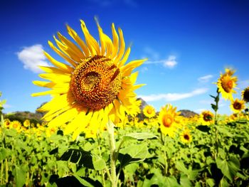 Close-up of yellow sunflower on field against sky