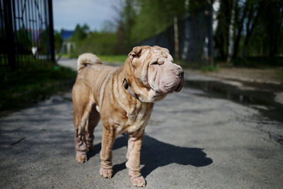 View of a dog on the road