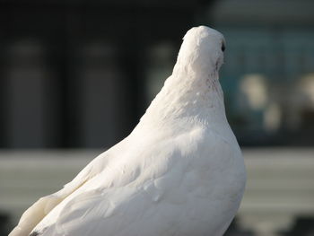 Close-up of a bird