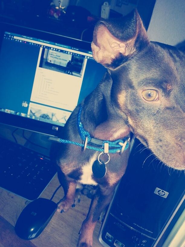 Dog on desktop