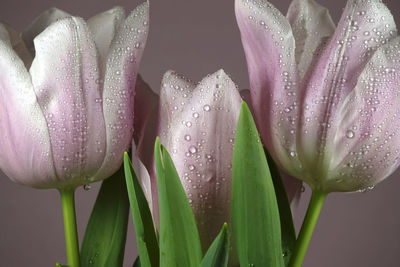 Close-up of raindrops on pink flower