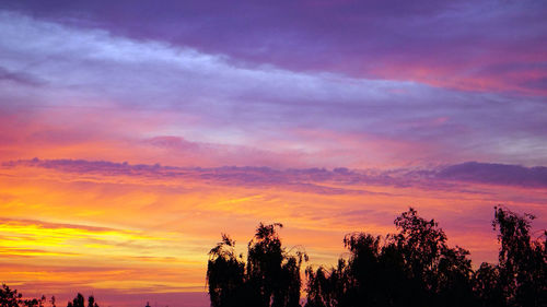 Low angle view of silhouette trees against orange sky