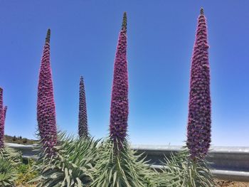 Low angle view of succulent plant against sky