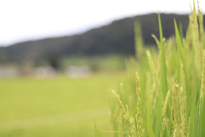 Close-up of crops growing on field