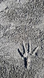 Close-up of starfish on sand