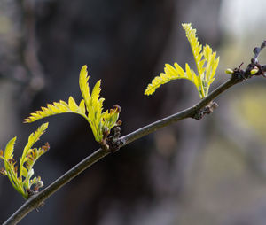 Close-up of plant