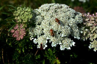 Close-up of flowers on plant