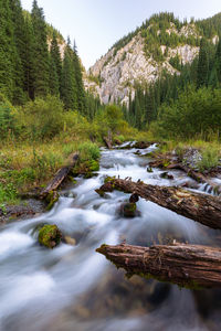 River flowing in forest