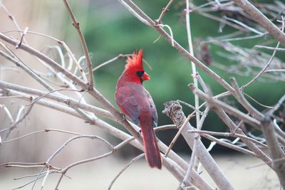 Close-up of bird perching on branch