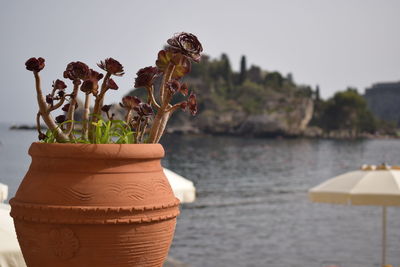 Close-up of potted plant against sea