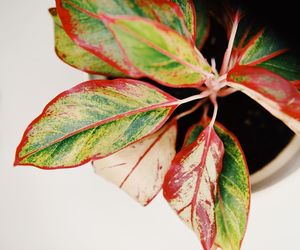 Close-up of maple leaves against blurred background