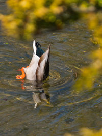 Duck swimming in lake