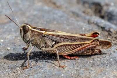 Close-up of insect