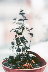 Close-up of potted plant