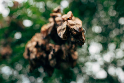 Close-up of dry leaves