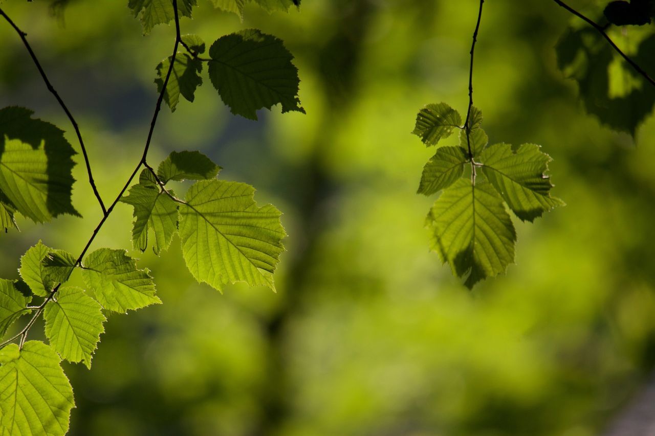 leaf, green color, growth, focus on foreground, close-up, plant, nature, branch, leaves, selective focus, leaf vein, tree, tranquility, beauty in nature, outdoors, day, forest, no people, twig, green